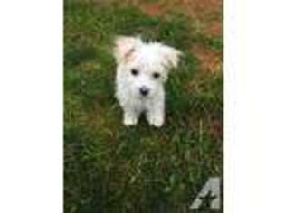 Maltese Puppy for sale in MCMINNVILLE, OR, USA