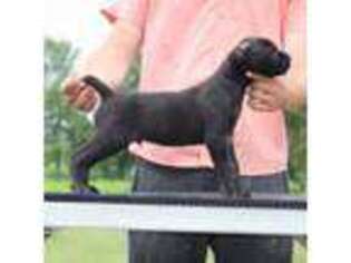 Cane Corso Puppy for sale in Nappanee, IN, USA
