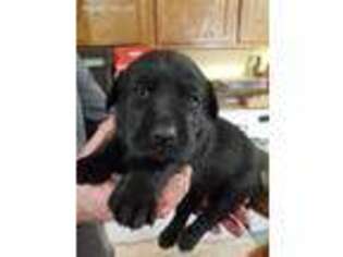 Labrador Retriever Puppy for sale in Cortland, NY, USA