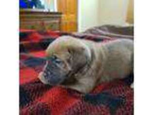 Cane Corso Puppy for sale in Apex, NC, USA
