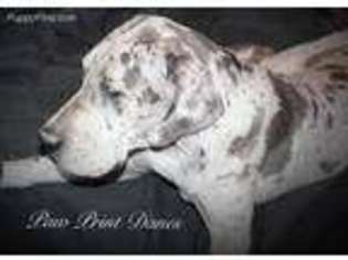 Great Dane Puppy for sale in Piney Creek, NC, USA
