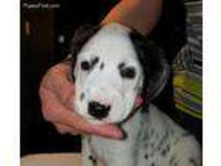Dalmatian Puppy for sale in Hemet, CA, USA