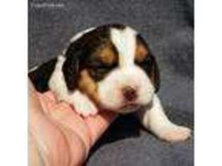 Beagle Puppy for sale in Atlanta, GA, USA