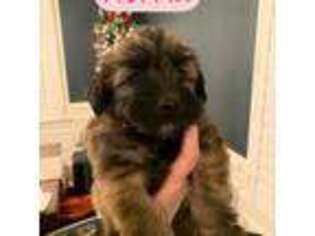 Soft Coated Wheaten Terrier Puppy for sale in Raleigh, NC, USA