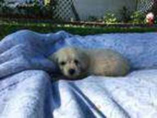 Goldendoodle Puppy for sale in Saint Peters, MO, USA