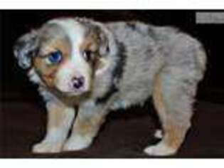 Australian Shepherd Puppy for sale in Pittsburgh, PA, USA