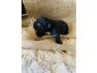 French Bulldog Puppy for sale in West, TX, USA
