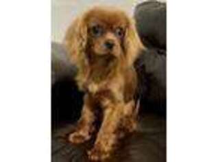 Cavalier King Charles Spaniel Puppy for sale in Greenville, OH, USA