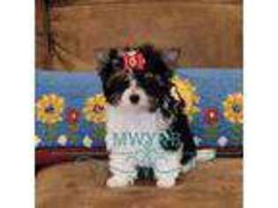 Biewer Terrier Puppy for sale in Wichita, KS, USA