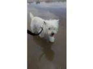 West Highland White Terrier Puppy for sale in Arroyo Grande, CA, USA