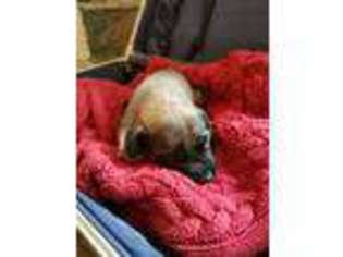 Mastiff Puppy for sale in Deridder, LA, USA