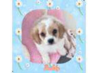 Cavachon Puppy for sale in Watertown, TN, USA