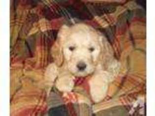 Goldendoodle Puppy for sale in MACEDON, NY, USA