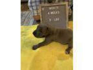 Great Dane Puppy for sale in Mercer, PA, USA
