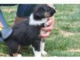Australian Shepherd Puppy for sale in Cahone, CO, USA