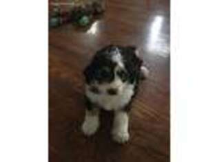 Mutt Puppy for sale in Hamilton, IN, USA