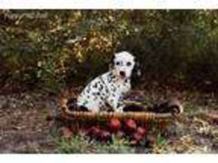 Dalmatian Puppy for sale in Cleveland, TX, USA