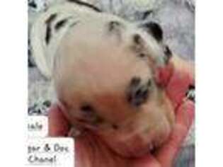 Great Dane Puppy for sale in Sheridan, AR, USA