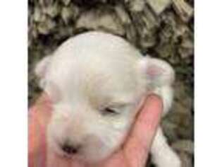 Maltese Puppy for sale in Homerville, GA, USA