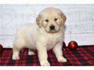 Golden Retriever Puppy for sale in South Bend, IN, USA