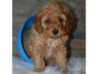 Cavapoo Puppy for sale in Winchester, OH, USA