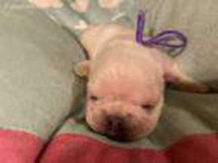French Bulldog Puppy for sale in Ashland, MS, USA