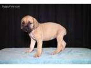 Cane Corso Puppy for sale in Indio, CA, USA