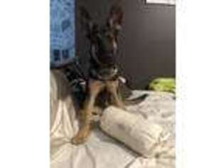 German Shepherd Dog Puppy for sale in West Haven, CT, USA