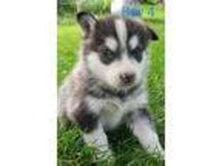 Alaskan Malamute Puppy for sale in Renville, MN, USA