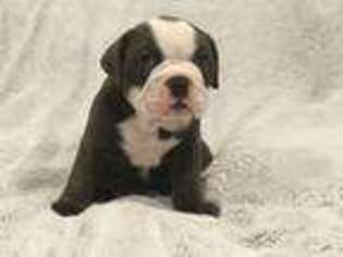 Olde English Bulldogge Puppy for sale in Avon, MN, USA