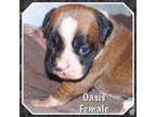 Boxer Puppy for sale in MAPLE VALLEY, WA, USA
