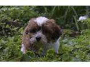 Shih-Poo Puppy for sale in Plainfield, IL, USA