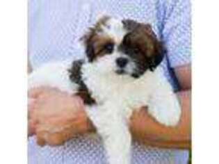Shih-Poo Puppy for sale in Thatcher, AZ, USA