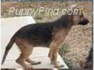 German Shepherd Dog Puppy for sale in Randleman, NC, USA