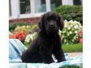 Newfoundland Puppy for sale in New Holland, PA, USA