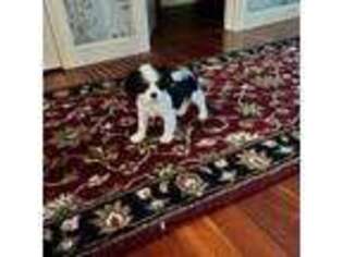 Cavalier King Charles Spaniel Puppy for sale in North Andover, MA, USA