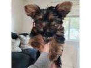 Yorkshire Terrier Puppy for sale in Boise, ID, USA