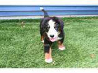 Bernese Mountain Dog Puppy for sale in Ligonier, IN, USA