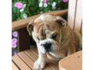 Bulldog Puppy for sale in Wagoner, OK, USA