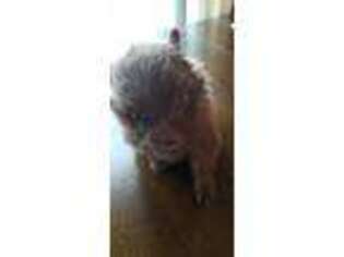 Pomeranian Puppy for sale in Ballston Spa, NY, USA