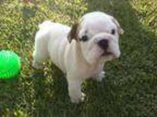 Bulldog Puppy for sale in Randleman, NC, USA