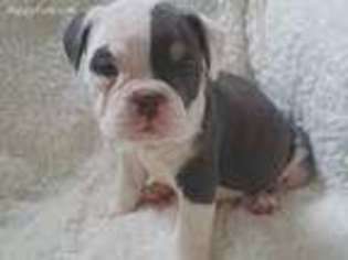 Olde English Bulldogge Puppy for sale in Pottstown, PA, USA