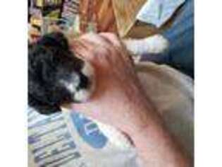 Mutt Puppy for sale in Germantown, TN, USA