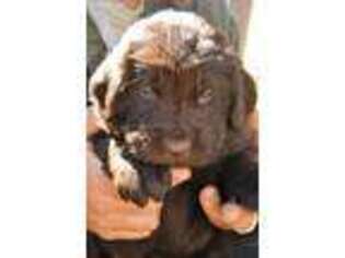 Newfoundland Puppy for sale in Barnardsville, NC, USA