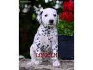 Dalmatian Puppy for sale in Coshocton, OH, USA