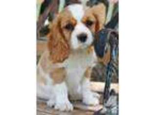 Cavalier King Charles Spaniel Puppy for sale in SEAL BEACH, CA, USA