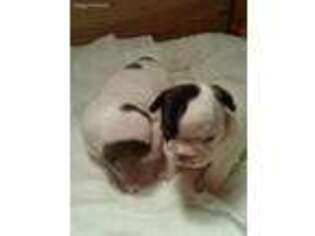 French Bulldog Puppy for sale in Walnut, MS, USA