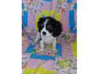 Cavalier King Charles Spaniel Puppy for sale in Midland, TX, USA