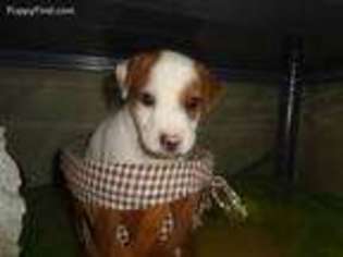 Jack Russell Terrier Puppy for sale in Wills Point, TX, USA