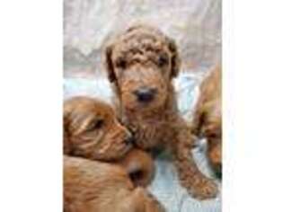 Labradoodle Puppy for sale in Dallas, TX, USA